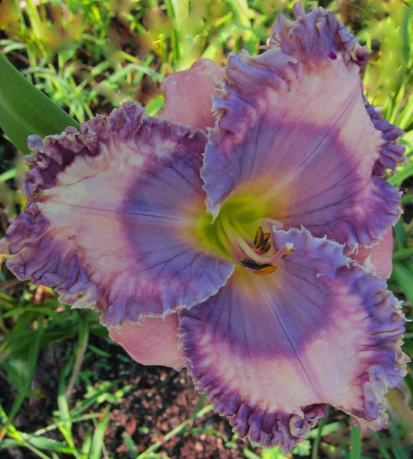 Vibrant_Violet_Ruffles